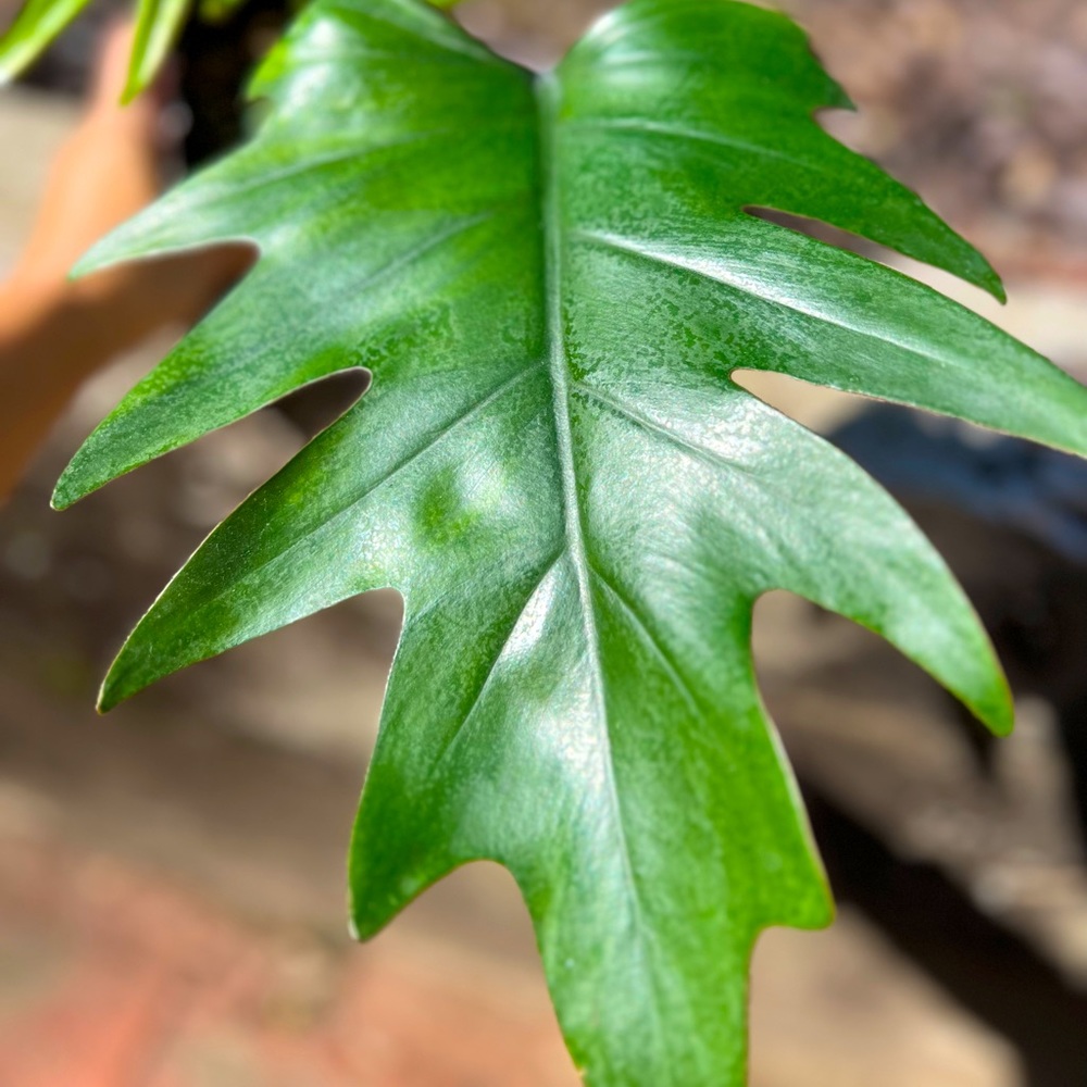 Philodendron Mayoi